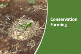 Conservation Farming