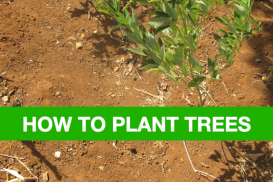 How to Plant Trees