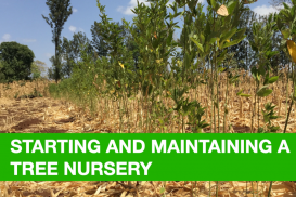 Starting and Maintaining a Nursery